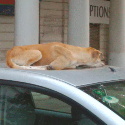 dog-connaught-place-2