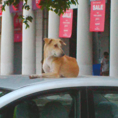 dog-connaught-place-3