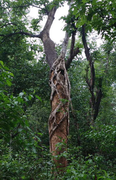 Strangler fig3