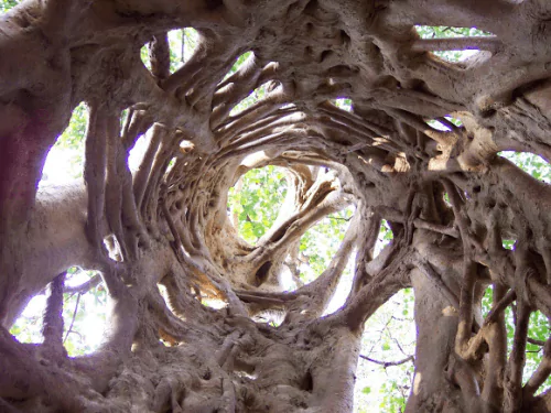 Strangler fig2