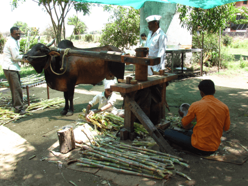 sugarcane-juice-3