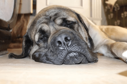 Dog sleeping, to illustrate TEEP definition, TEEP calculation, OEE vs. TEEP