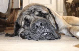 Dog sleeping, to illustrate TEEP definition, TEEP calculation, OEE vs. TEEP